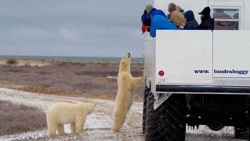 百夫長旅遊_加拿大_邱吉爾黃刀鎮_極地探險車-Arctic-Crawler-Excursion