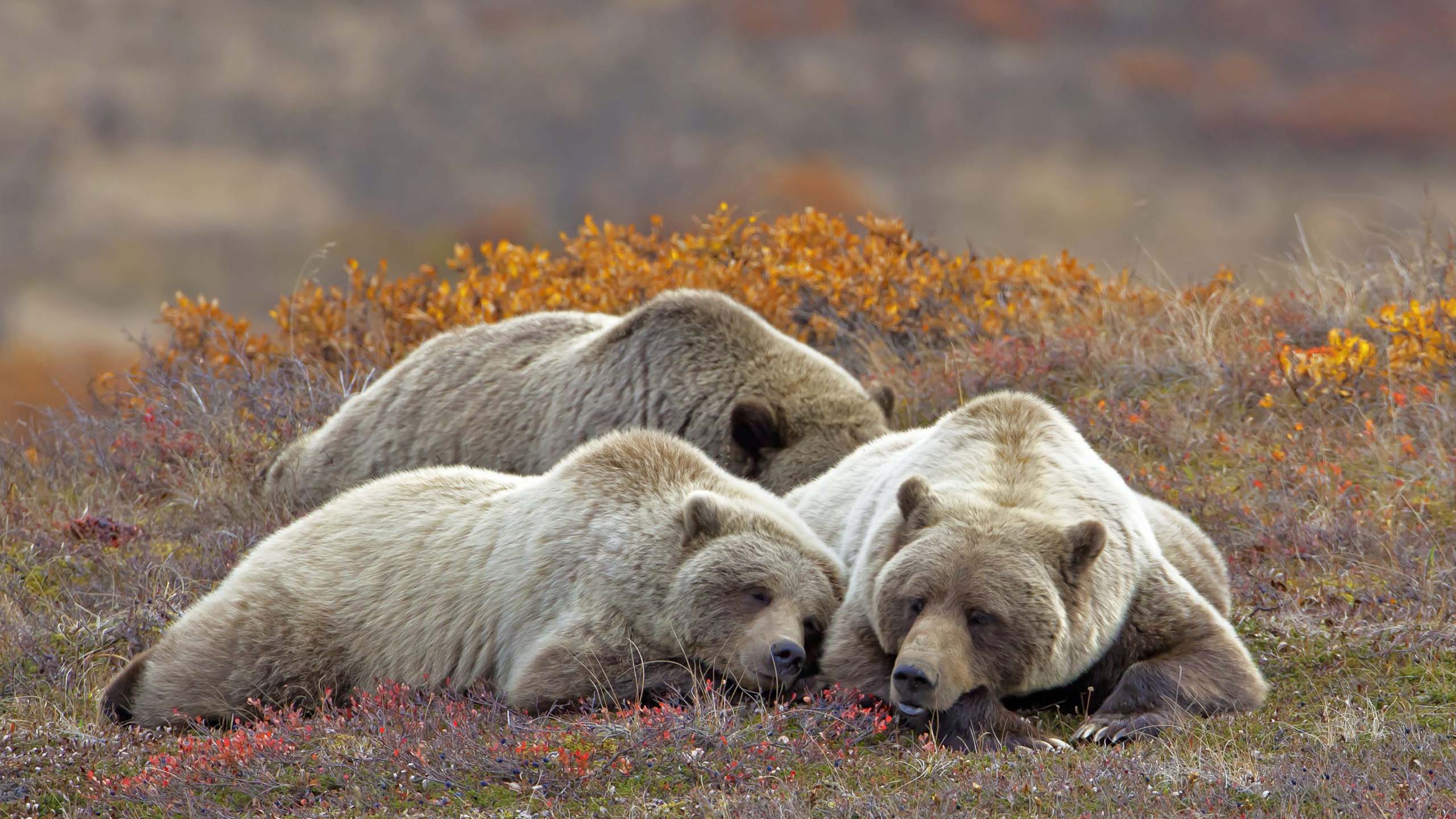 百夫長旅遊_歐洲_法羅群島．羅浮敦群島_極地野生動物園Polar Park