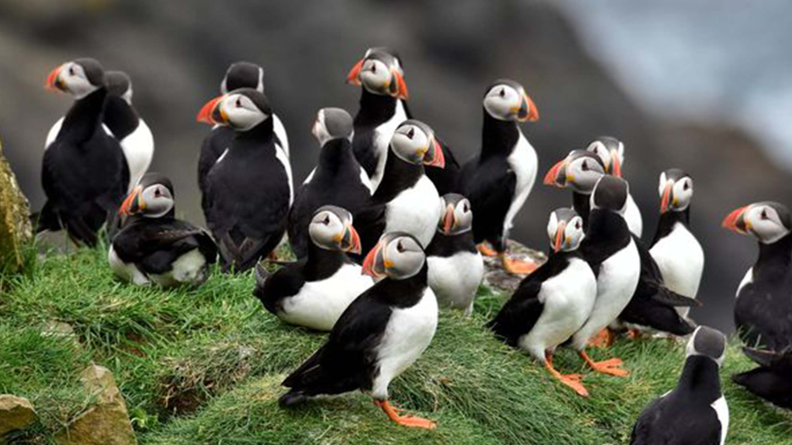 百夫長旅遊_歐洲_法羅群島．羅浮敦群島_海鸚鵡Puffins