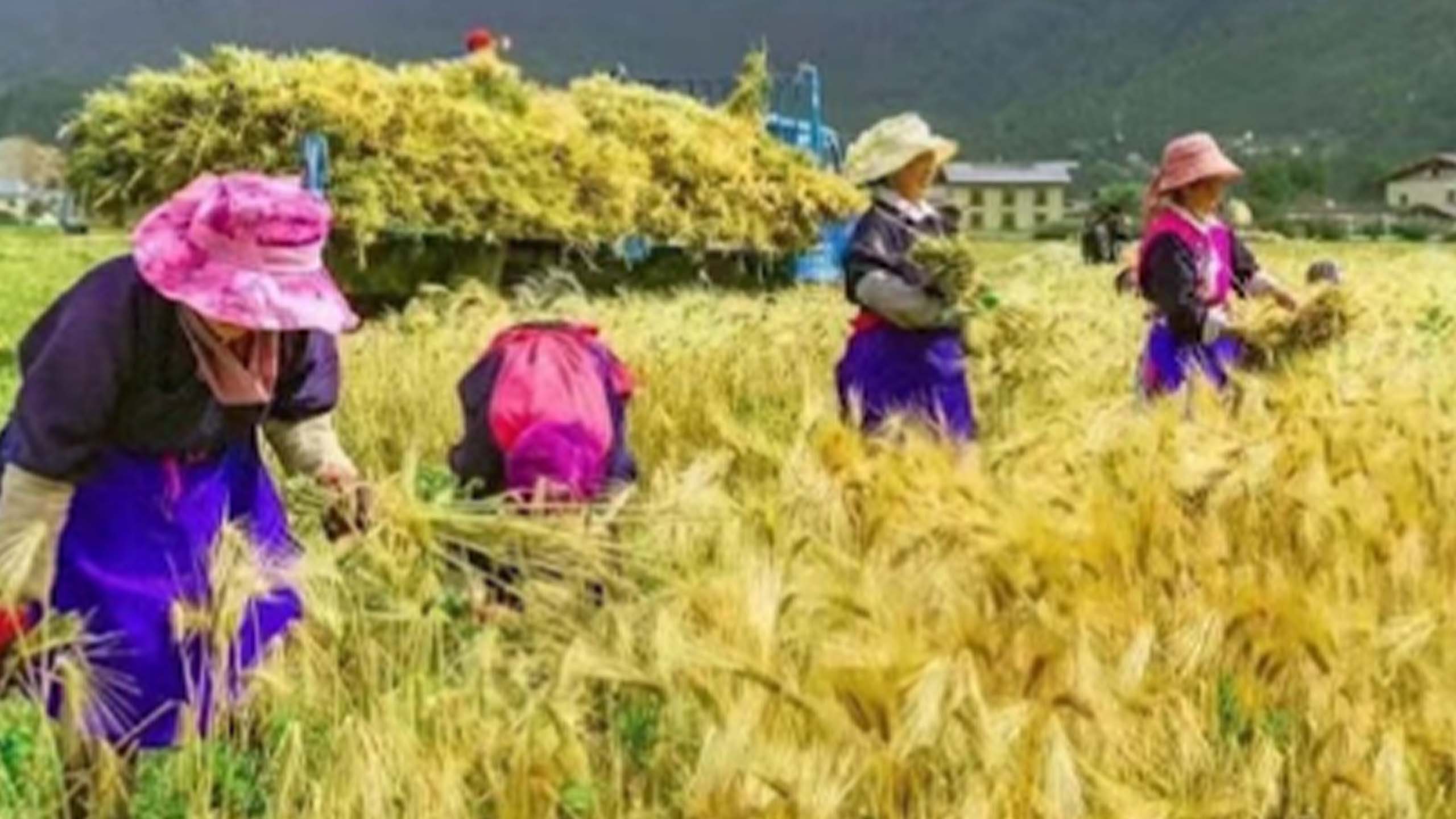 百夫長旅行_亞洲_中國_lux-香格里拉-體驗藏族人的一天