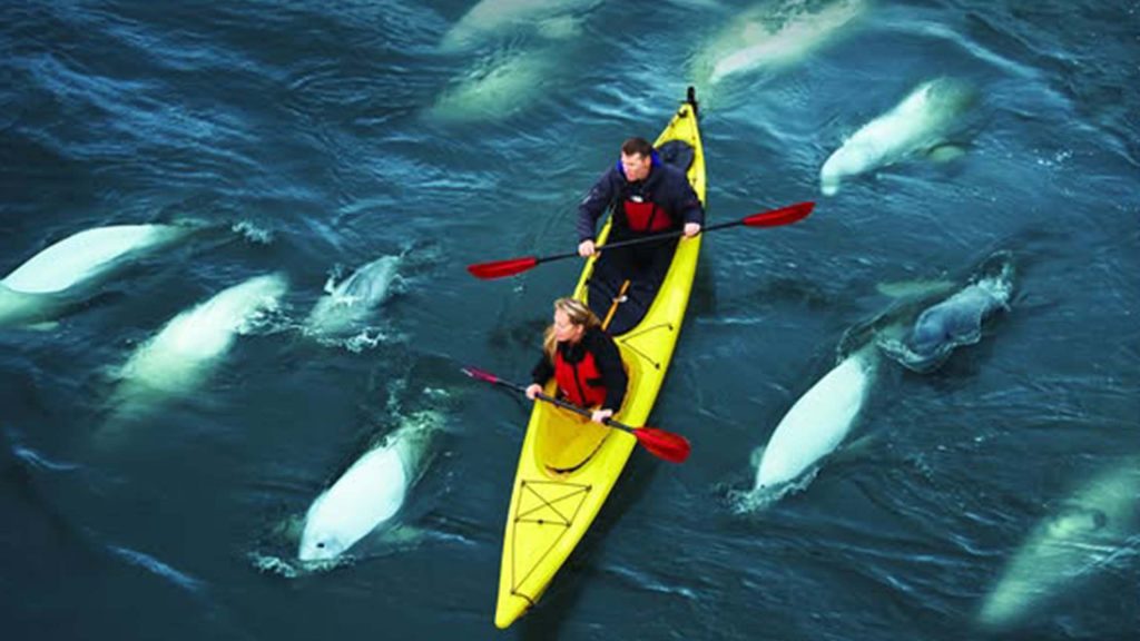 百夫長旅行社_美洲_火草島+邱吉爾_獨木艇kayak
